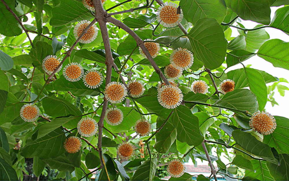 Quả gáo